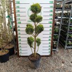 Cyprusovec leylandský (Cupressocyparis leylandii) ´CASTLEWELLAND GOLD´ - výška 120-130 cm, kont. C18L - POMPONS 